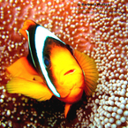 Anemonenfische 23