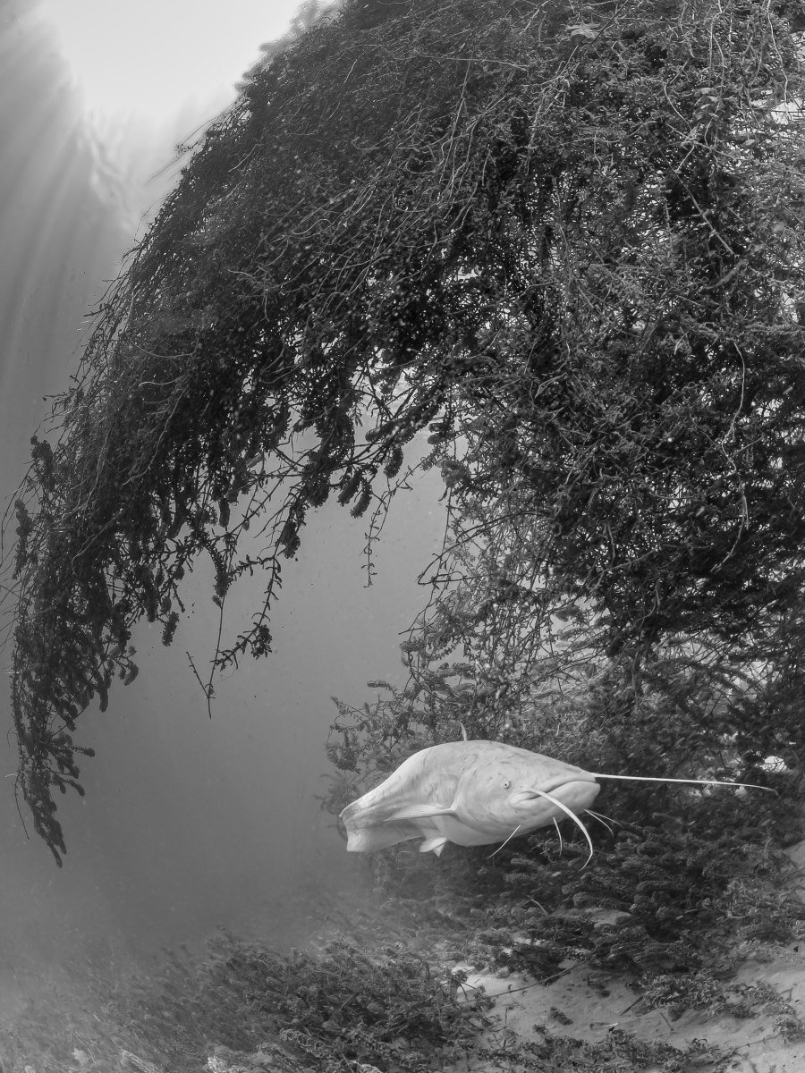 Rang_1_Grossfisch_Elias_Nussbaum_10_C_03_Grossfisch-1