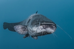 Rang_3_Grossfisch_Manuel_Wuethrich_6_C_Der-Riese