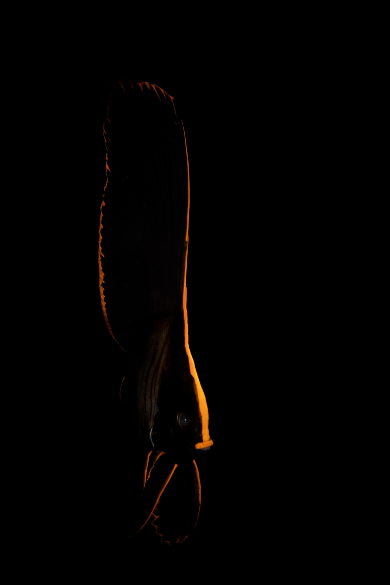 Rang_1_Kreatives_Fabio_Oldani_14_E_Silhouetten-im-Ozean_Kreativ