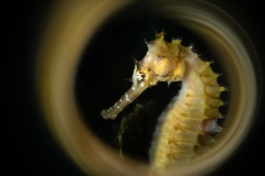 Rang_2_Kreatives_Kurt_Ochsner_17_E_Thorny-becomes-ring_Thorny-Seahorse-Hippocampus-histrix