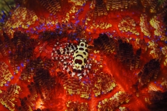 Rang_3_Kreatives_Magdalena_Niederer_21_E_ArtKreativ_MN_TR2025_IMG_9833-ColemanShrimp_Ambon25