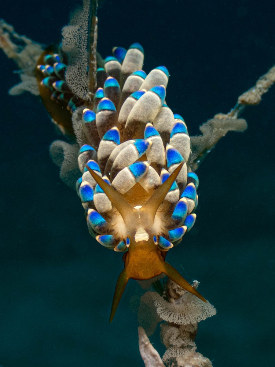 Rang_2_Nacktschnecken_Belinda_Kraehenbuehl_18_A_Nacktschnecken