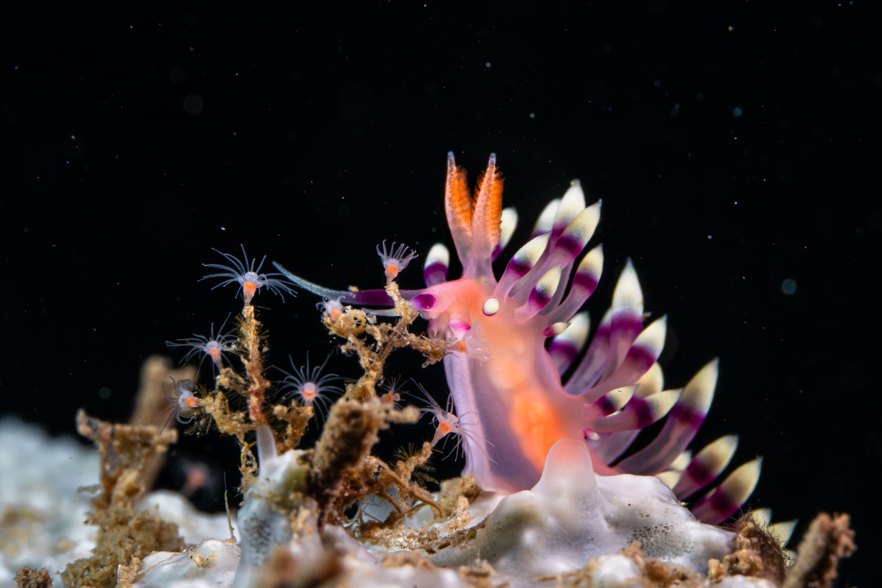 Rang_2_Nacktschnecken_Sina_Germann_15_A_wie-aus-einer-anderen-Welt