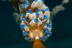 Rang_2_Nacktschnecken_Belinda_Kraehenbuehl_18_A_Nacktschnecken