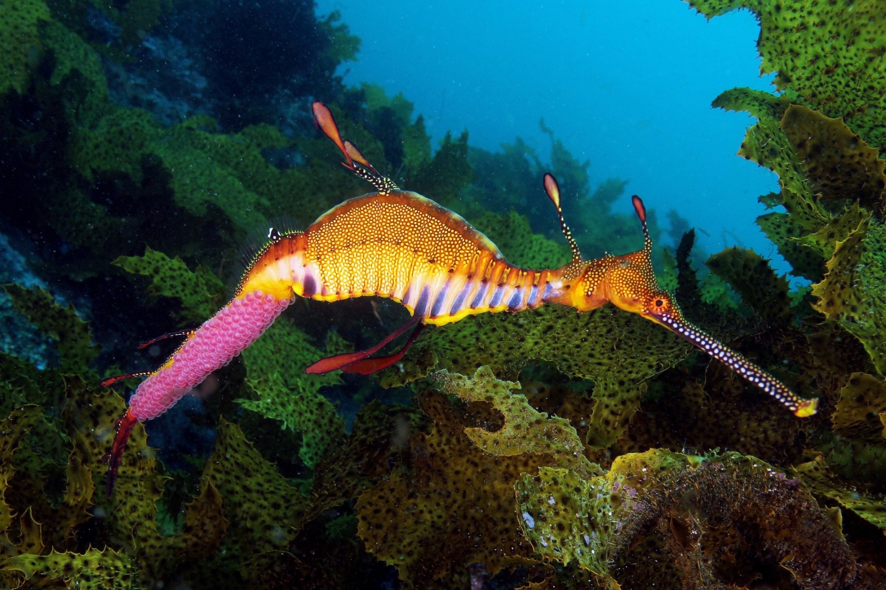 Rang_1_Wenn_Leben_Entsteht_Max_Brunner_3_D_Wenn-Leben-entsteht.-Der-gemeine-Seedrachen-traegt-sein-Gelege-am-Schwanz