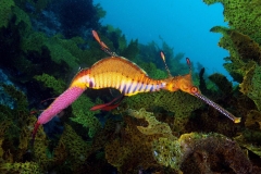 Rang_1_Wenn_Leben_Entsteht_Max_Brunner_3_D_Wenn-Leben-entsteht.-Der-gemeine-Seedrachen-traegt-sein-Gelege-am-Schwanz