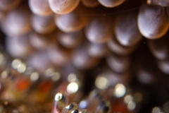 Rang_2_Wenn_Leben_entsteht_Fabio_Oldani_14_D_Im-Schutze-der-Anemone_Wenn_Leben_entsteht