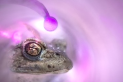 1_Rang_2_Gesamt_Elias_Nussbaum_Kreativ_Froschkoenig