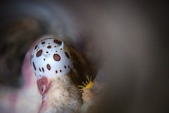 1_Rang_2_Gesamt_Elias_Nussbaum_Nacktschneke_Kleiner_Kaempfer