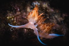 Rang_1_Gesamt_Manuel_Wuethrich_Nacktschnecken_Tanz-der-Farben