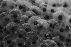 Rang_1_Gesamt_Manuel_Wuethrich_Wenn_Leben_entsteht_Froschliebe-in-Schwarz-Weiss