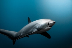 Rang_3_Gesamt_Fabio_Oldani_Grossfisch_Aus-dem-Schatten-der-Tiefe