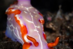 Rang_3_Gesamt_Fabio_Oldani_Nacktschnecken_Lodernde-Eleganz