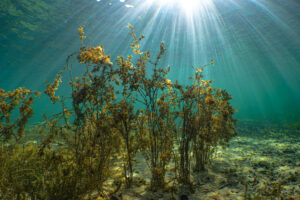 Unterwasserwunderwelt